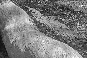 stump in the mountains