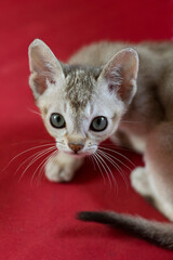Neugieriges Singapura Kitten