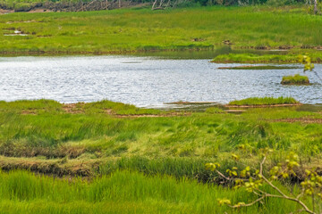 River with ripples in the marsh