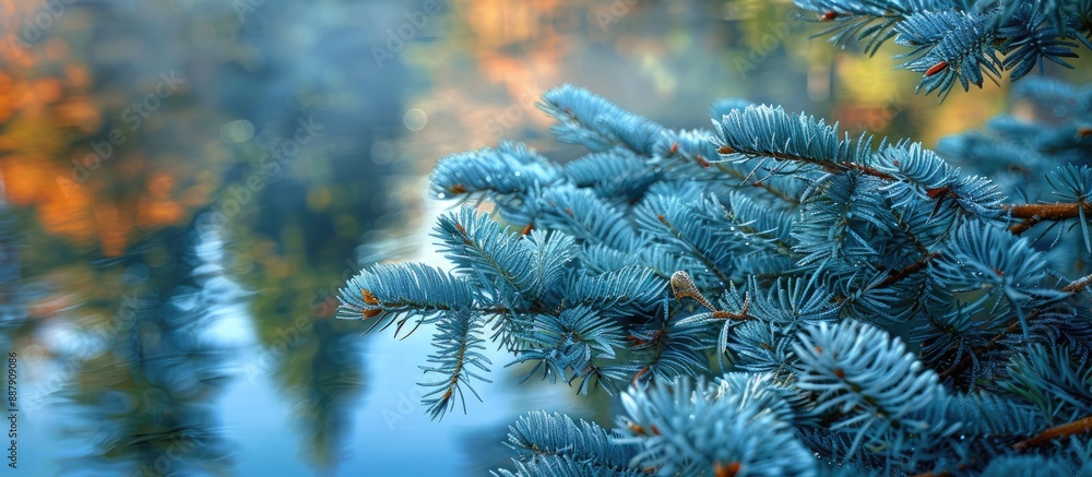 Poster close up image of fresh blue spruce branches in a japanese garden setting with copy space for botani
