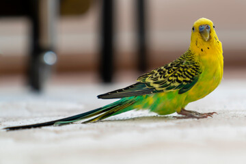 One green and yellow multicolor budgie sitting on floor.