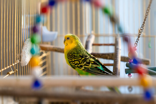 One green and yellow multicolor budgie sitting in cage with some colorful toys and beads