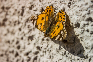 butterfly on the wall