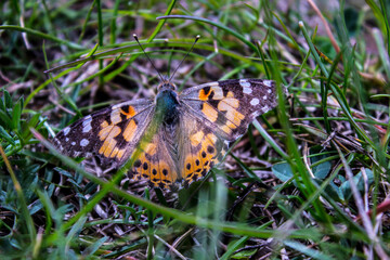 butterfly on the grass