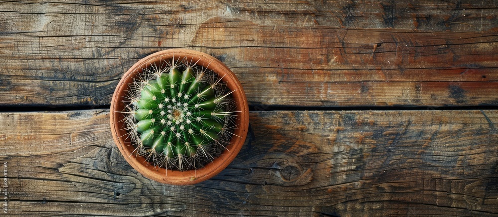 Poster Copy space image of a little cactus planted in a pot on a wooden table with room for text or graphics