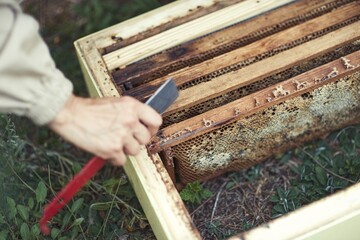 Beekeeper is working with bees and beehives on the apiary.