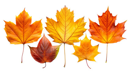 Fototapeta premium Detailed Close-Up of Five Diverse Orange and Yellow Autumn Leaves, Cut Out.