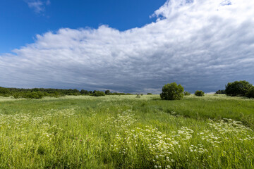A field of grass with a few trees in the background