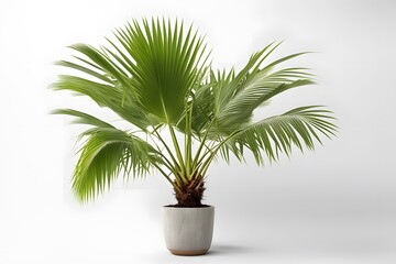 Coconut palm plant in pot white background, AI Generated