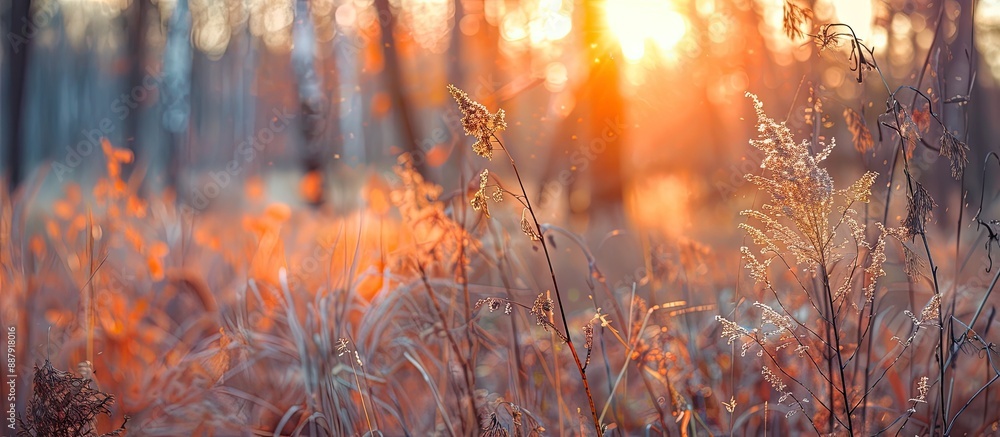 Aufkleber sunset in a forest with autumn s dry grasses creating a blurred nature background perfect for a copy