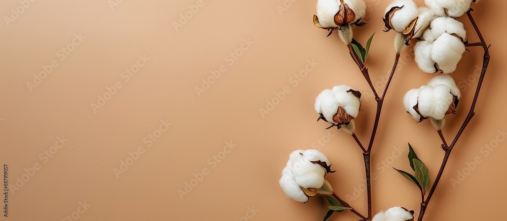 Poster beige background with cotton flowers in flat lay composition allowing for text in the copy space ima