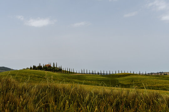 tuscany landscape of hilly fields