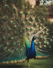 Obraz premium A peacock displaying its feathers in a garden, sunny day.