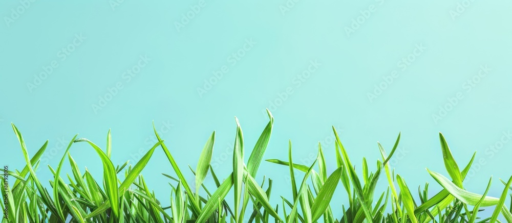 Poster fresh spring green grass isolated on a light blue background with plenty of empty copy space image