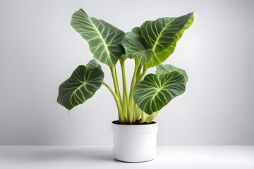 Elephant ear plant in pot white background, AI Generated