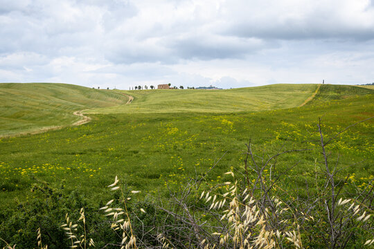 tuscany landscape of hilly fields