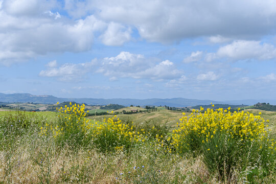 tuscany landscape of hilly fields with flowers