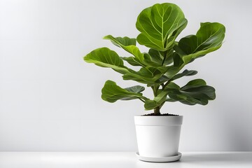 Fiddle leaf fig plant in pot white background, Ai Generated