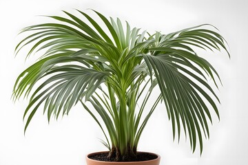 Obraz premium Kentia palm plant in pot white background, AI Generated