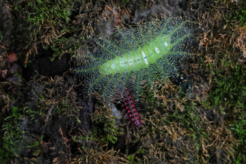 Common Baron caterpillar, Euthalia aconthea, green caterpillar with poisonous spines. And pink millipede On a mossy log in a damp forest. in the perfect forest during the rainy season.