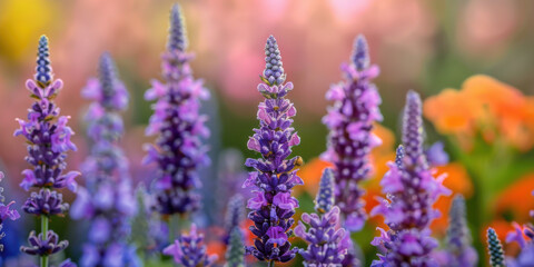 Obraz premium Close-up of lavender blossoms in full bloom with a colorful, blurred background, highlighting their vivid purple hues and texture.