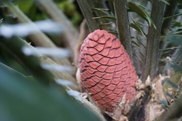 Encephalartos ferox, a member of the family Zamiaceae, is a small cycad with 35 cm wide...