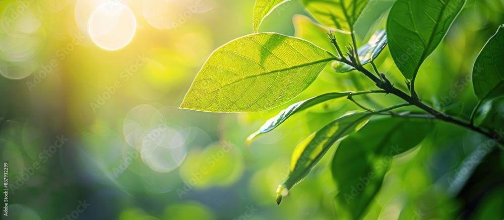 Poster close up view of a green leaf in a garden under sunlight with blurry greenery background for use as 