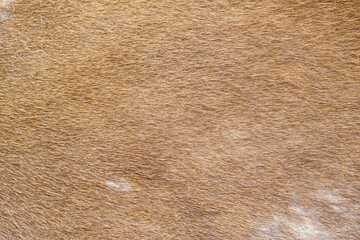 Close up of brown cow skin. 