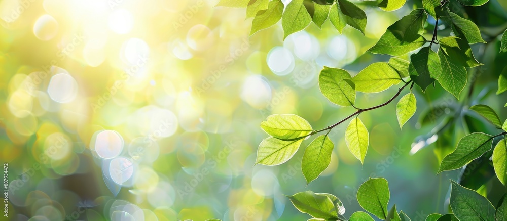 Canvas Prints Summer garden with blurred green leaves on branches under sunlight perfect for a background with a designated space for text or images a copy space image