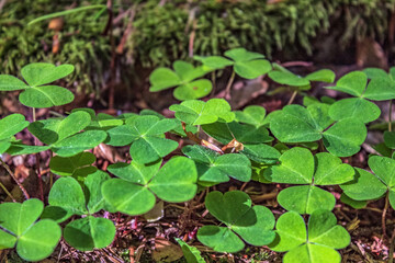  Macro  - Forest - Europe, Romania, Suceava region