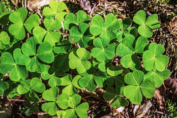  Macro  - Forest - Europe, Romania, Suceava region