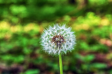  Macro  - Forest - Europe, Romania, Suceava region