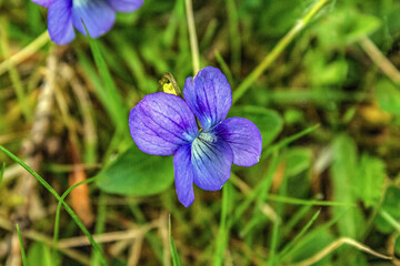  Macro  - Forest - Europe, Romania, Suceava region