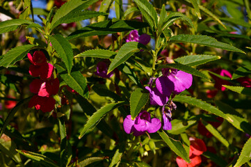 Impatiens balsamina, this plant is an annual plant that grows 20–75 cm tall with thick stems. The flowers are pink, red, mauve, lilac, mauve, or white. © ika