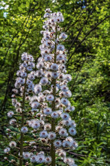  Macro  - Forest - Europe, Romania, Suceava region