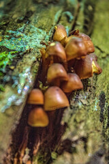 Fototapeta premium Macro - Forest - Europe, Romania, Suceava region