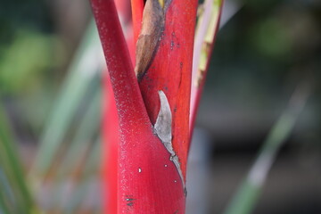Cyrtostachys renda, also known by the common names red sealing wax palm and lipstick palm, is a palm that is native to Thailand, Malaysia, Sumatra and Borneo in Indonesia. 