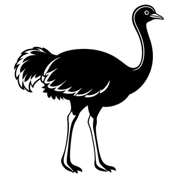 recommend clip art: Ostrich icon vector line art illustration