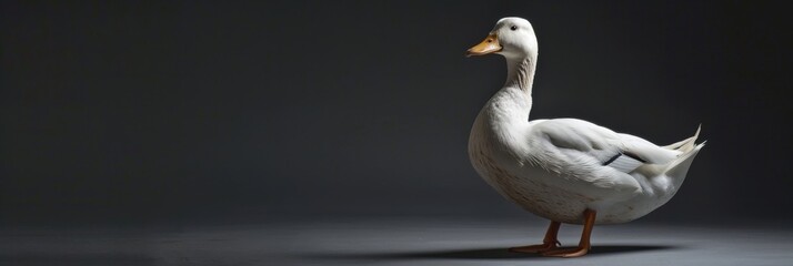 Obraz premium A white duck with a yellow beak stands on a grey background, facing to the right, with its feathers clearly visible