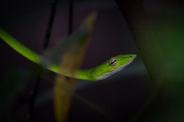 Obraz premium Oriental Whip Snake