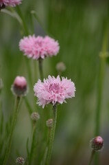 ピンク色のヤグルマギク