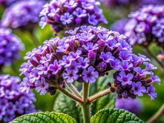 Fototapeta premium Delicate purple heliotrope flowers showcased in extreme close-up, revealing intricate texture, softness, and subtle color variations of the delicate, ruffled petals.