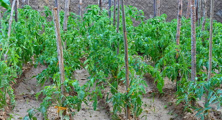 Watering of vegetable bed in a small backyard garden