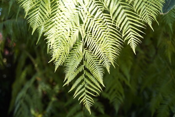 Citium schiedei, cboommon name Mexican tree fern, is a species of tree fern, of the genus Cibotium. Cibotium schiedei. Cibotium schiedei at Orto Botanico. 