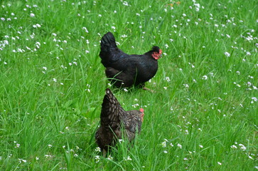 bird on grass