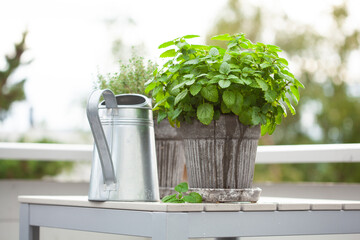 lemon balm (melissa) and thyme herb in flowerpot on balcony