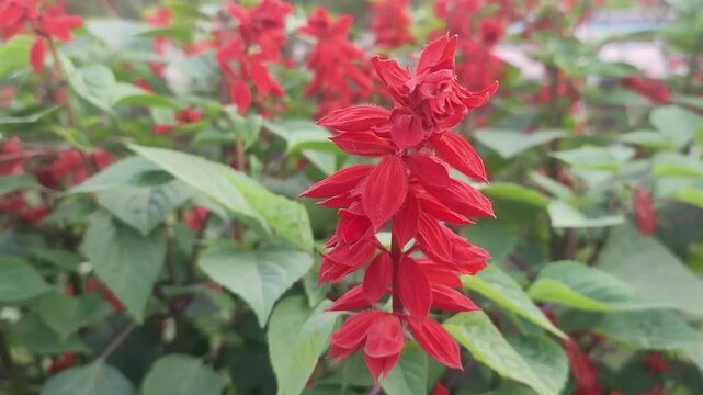 Salvia splendens. Scarlet sage. Salvia splendens Sellow ex Nees. Red flower.