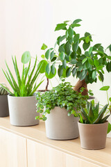 Obraz premium green houseplants cactus succulent aloe vera, pilea depressa, gasteria duval, parodia warasii, ficus