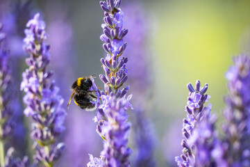 Bumblebee also called bombus is a big insect that flies over lavender flowers to suck out the sweet nectar.
