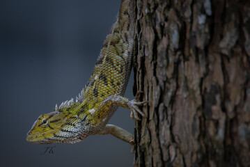 Changeable Lizard on tree
